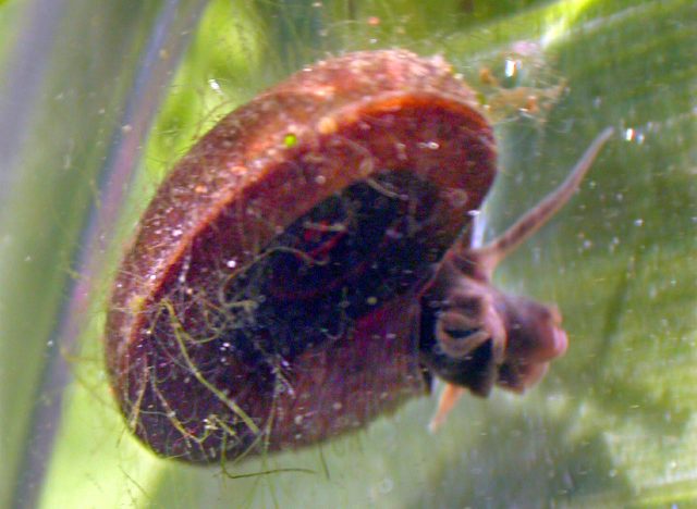 Leben im Teich Gemeine Tellerschnecke (Planorbis planorbis)(Mollusca)